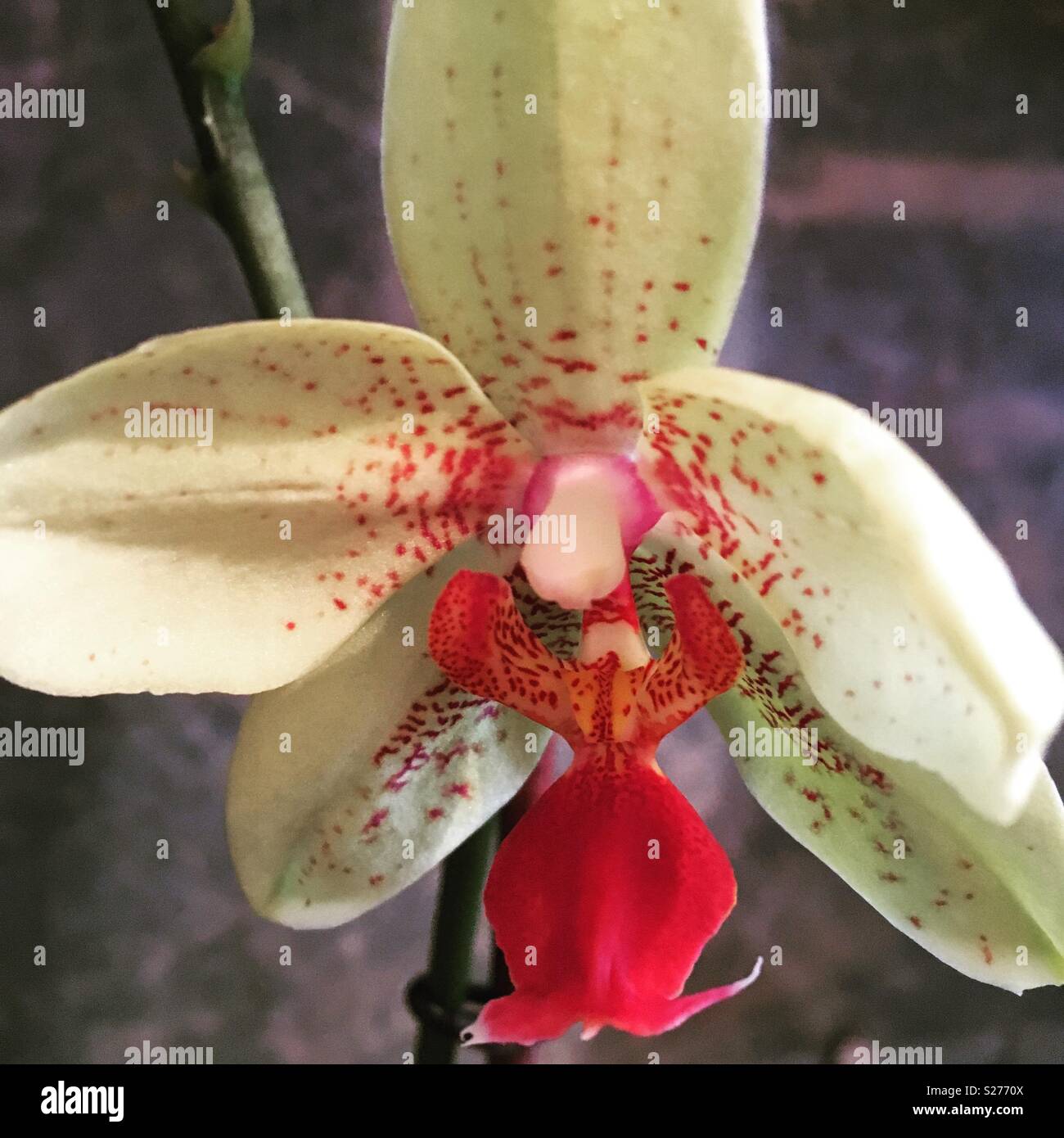 Weiße und Rote Orchidee Stockfoto