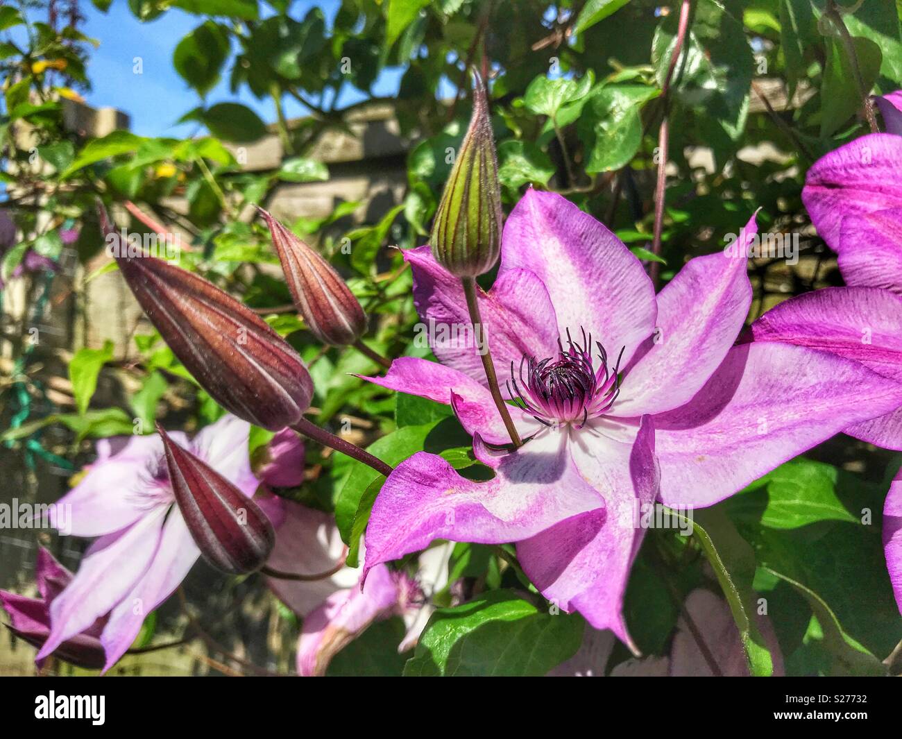 Clematis 'Erinnerungen', Ende großblumige Sorte, close-up - Smartphone-aufgenommenes Stockfoto