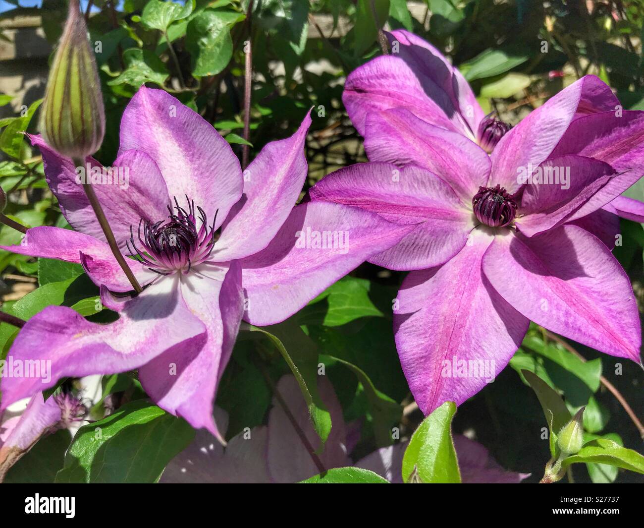 Clematis 'Erinnerungen', Ende großblumige Sorte, close-up - Smartphone-aufgenommenes Stockfoto