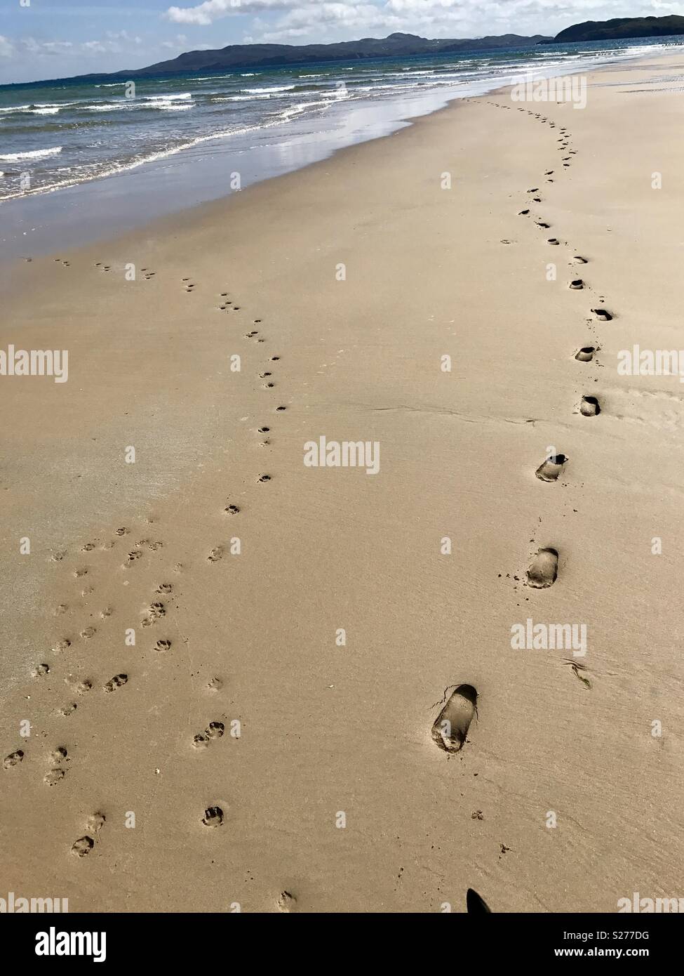 Fuß-/Pfotenabdrücke im Sand Stockfoto