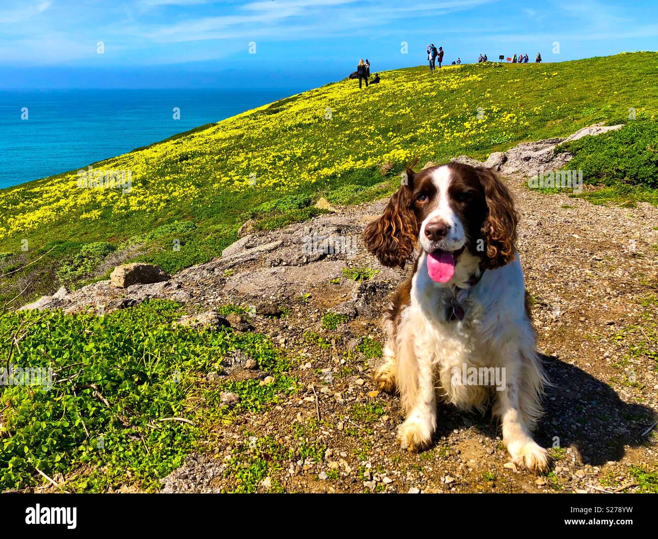 English Springer Spaniel glücklich in ihrem Element auf Northern California Coastal Trail - Smartphone-aufgenommenes Stockfoto