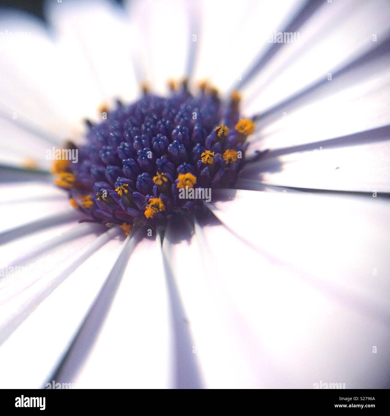 Makro Bild eines Osteospermum fructicosum Blume des weißen Blütenblätter mit Blütenstaub bedeckt - Smartphone-aufgenommenes Stockfoto