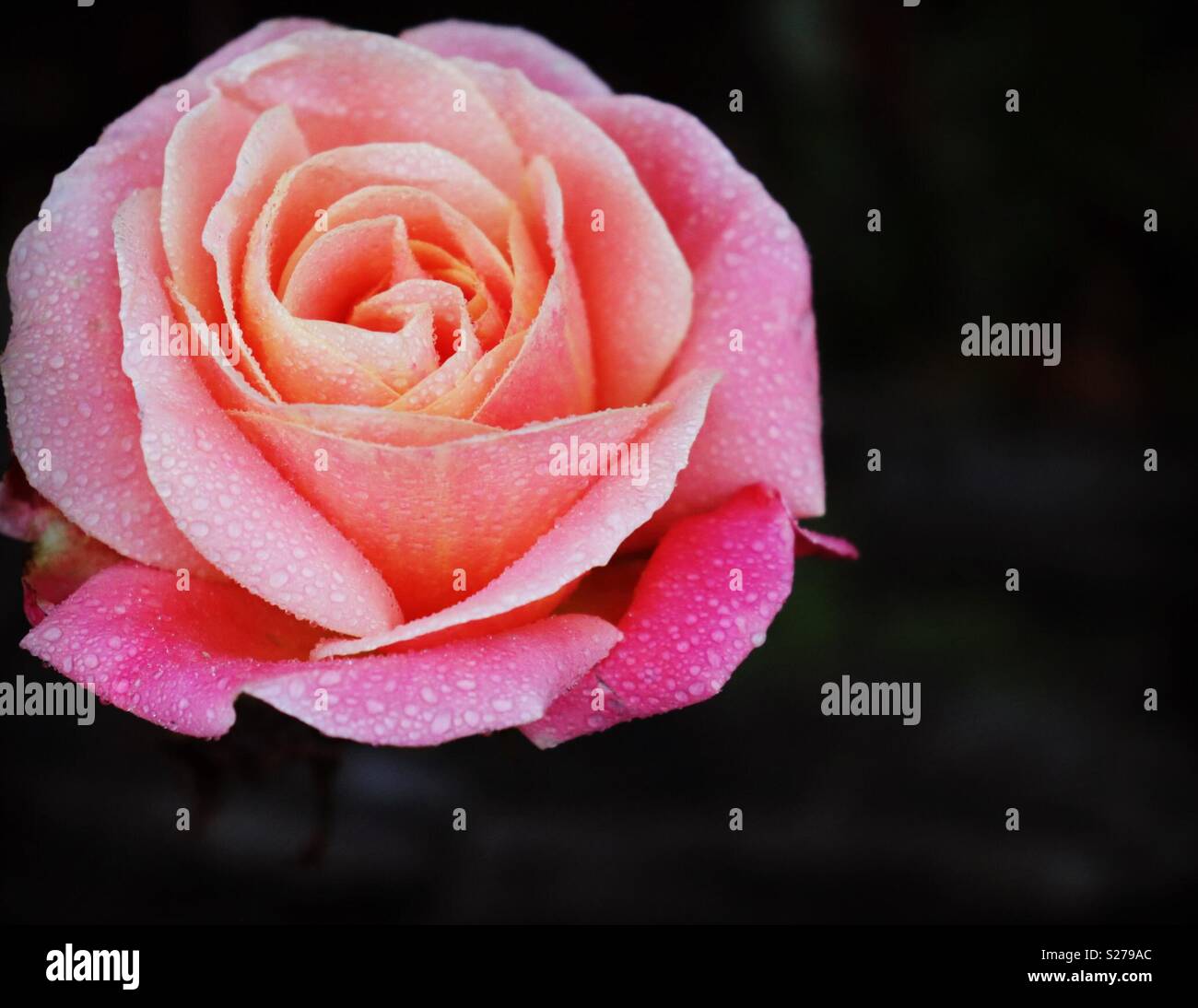 Eine rosa Rose nach einem leichten Regenschauer. Stockfoto