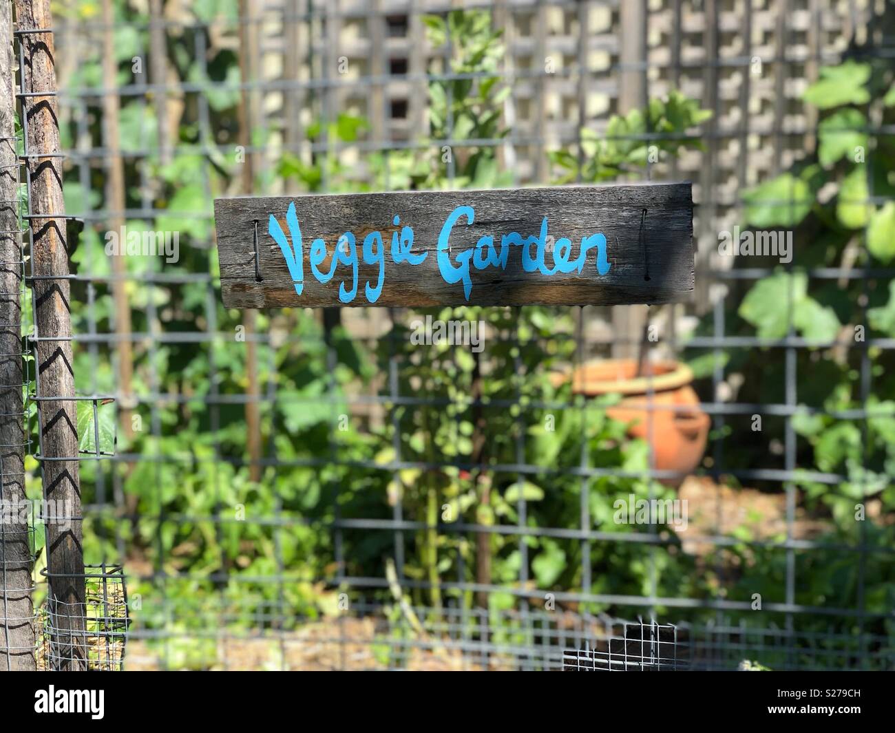 Veggie garden - Smartphone-aufgenommenes Stockfoto