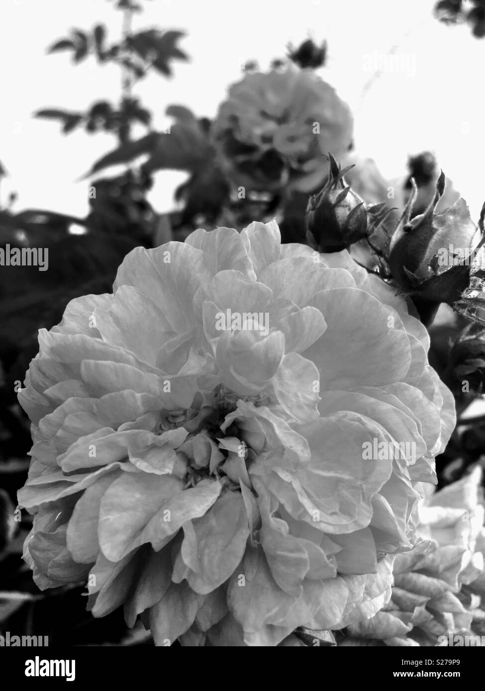 Rose Blume in Schwarz & Weiß Stockfoto