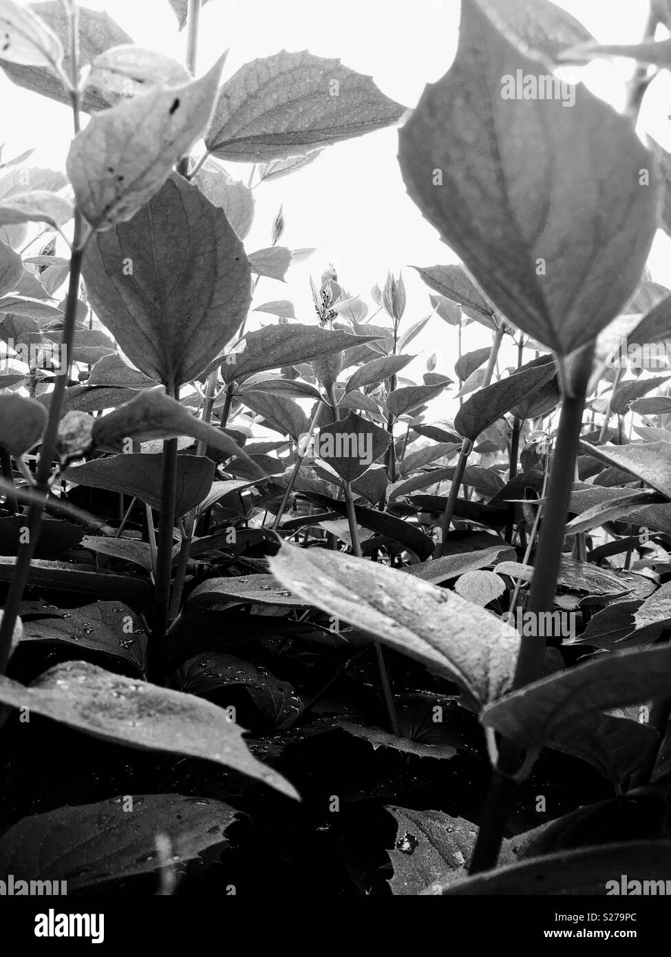 Pflanzen in Schwarz & Weiß Stockfoto