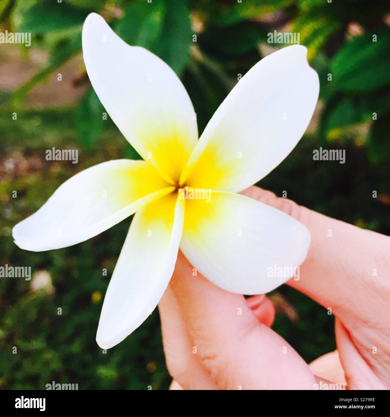 Zarte weibliche Finger halten schönen Plumeria flower in Hawaii - Smartphone-aufgenommenes Stockfoto