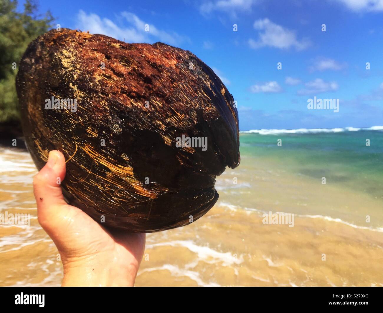Kokosnuss in der Hand auf einer tropischen Insel Strand in Kauai, Hawaii - Smartphone-aufgenommenes Stockfoto