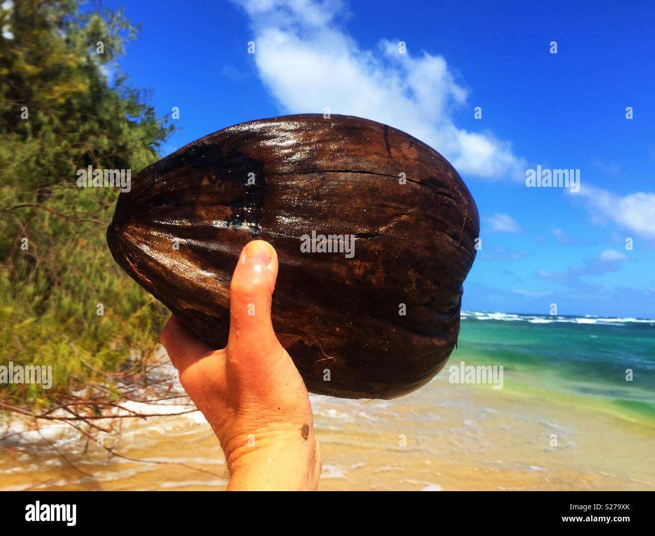 Mann mit Kokosnuss triumphierend auf einer einsamen Insel am Strand in Hawaii Stockfoto