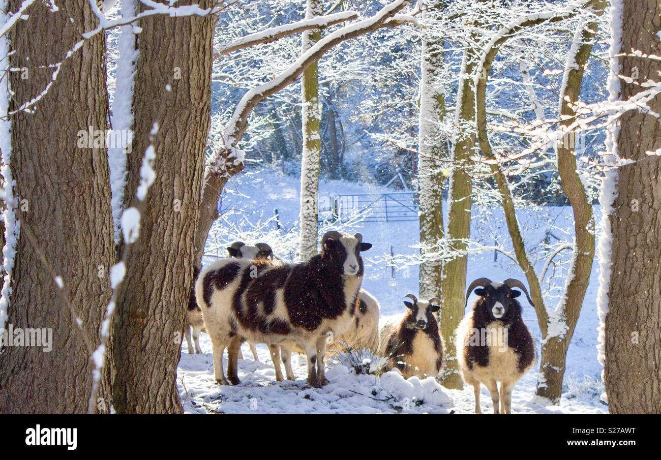 Schafe im Schnee Stockfoto