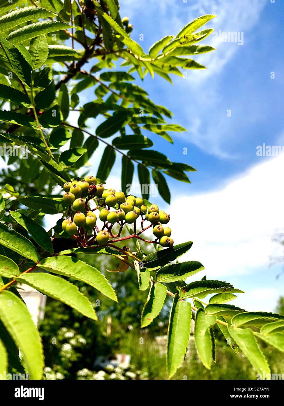 Grüne Beeren der Eberesche - Smartphone-aufgenommenes Stockfoto