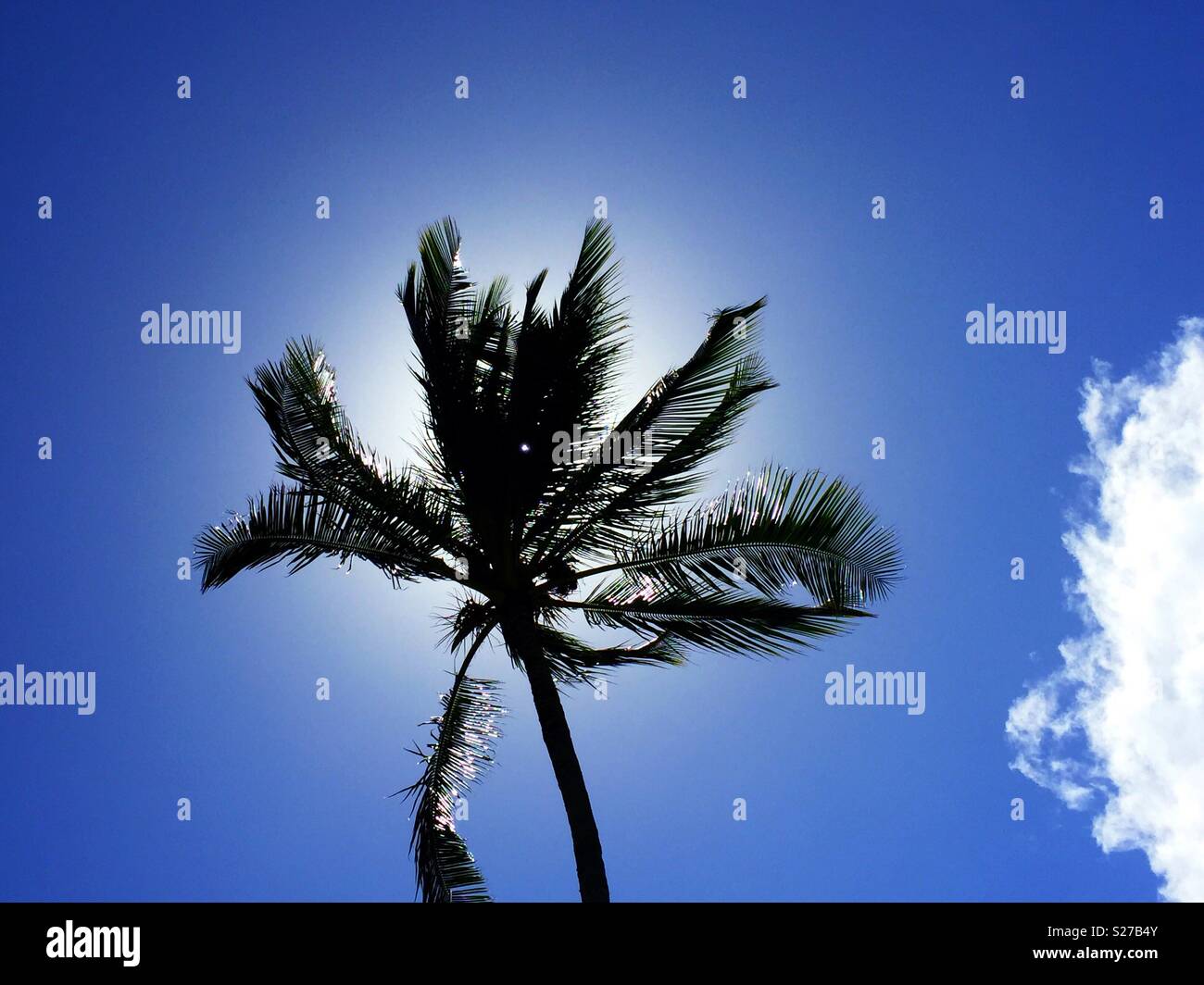 Tropische Insel mit Palmen und weißem puffy Cloud gegen den azurblauen Himmel an lauen Poipu, Kauai South Shore Stockfoto