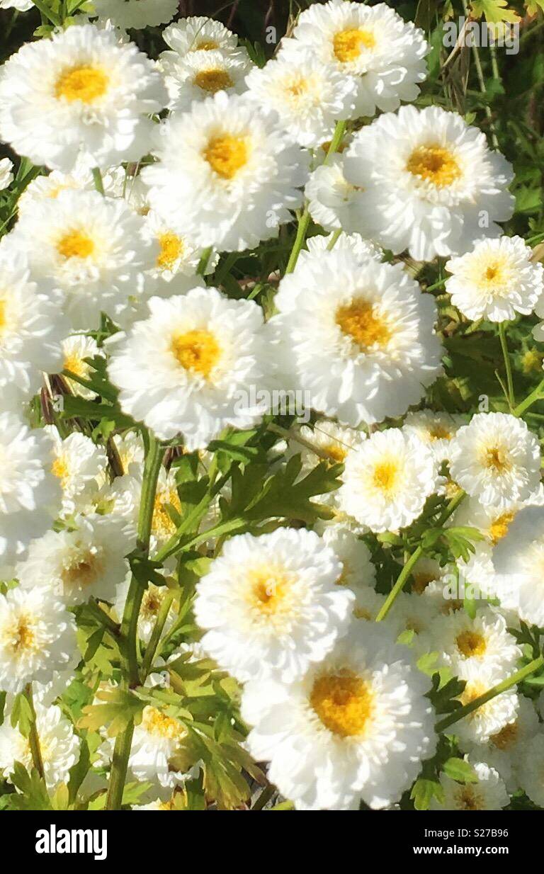 Mutterkraut Anwerbung nützliche Insekten Stockfoto