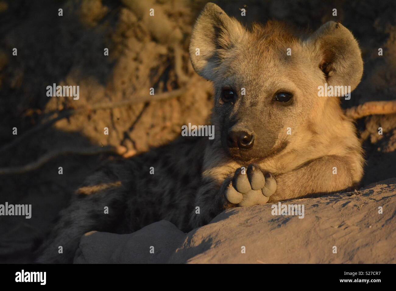 Hyäne cub Relaxen in der Sonne Stockfoto