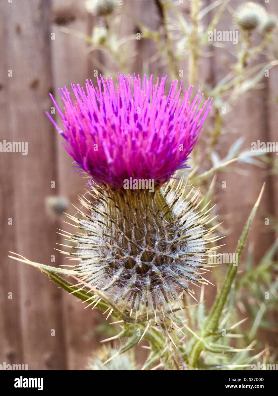 Distel Stockfoto