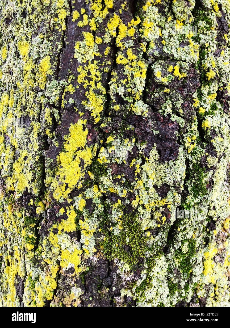 Baumrinde mit Flechte Oberfläche Hintergrund - Smartphone-aufgenommenes Stockfoto