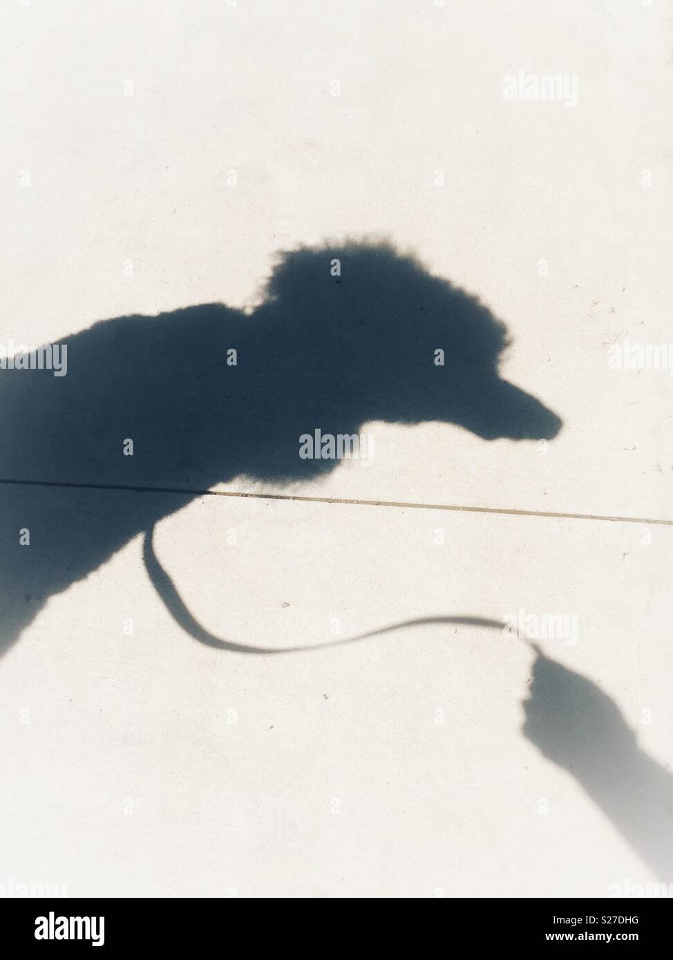 Minimale Schatten der Hund an der Leine von einer Hand gehalten wird Stockfoto