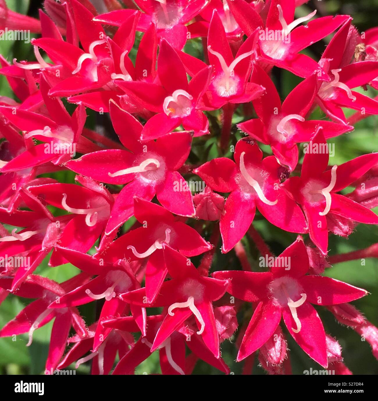 Kleine rote Blüten mit weißen Staubfäden, die aussehen wie kleine Schnurrbärte Stockfoto