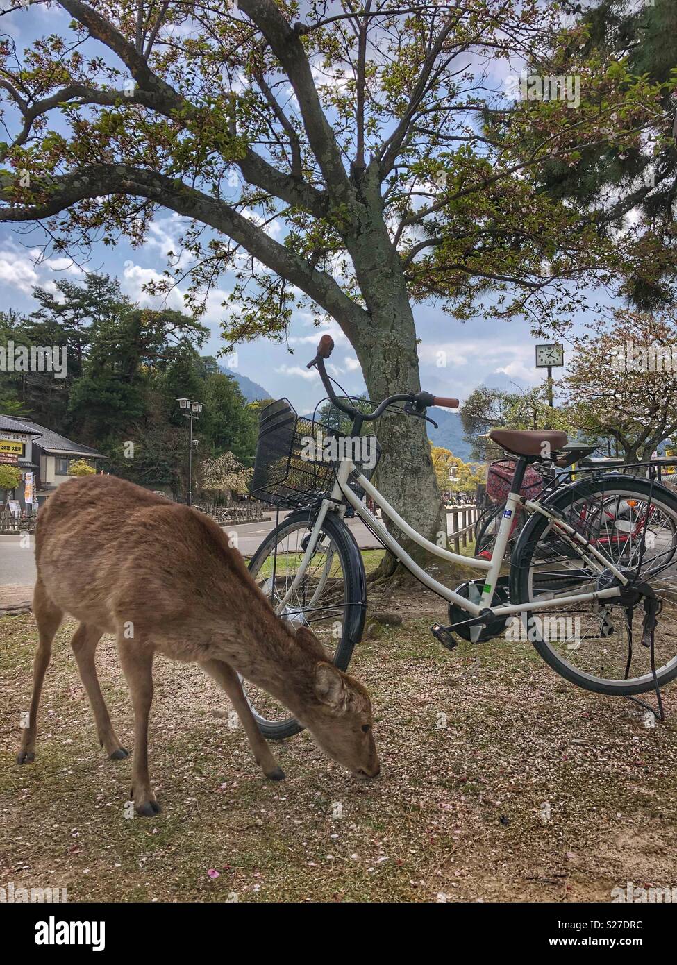 Rotwild auf der Insel Miyajima, Japan. Stockfoto