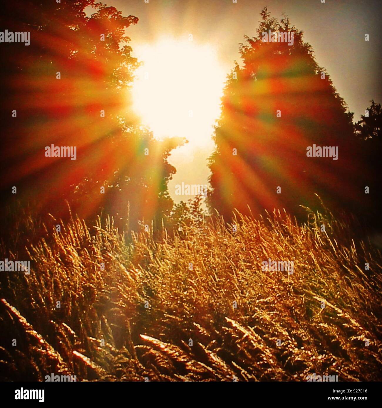 Abendsonne über golden Gras Feld Stockfoto