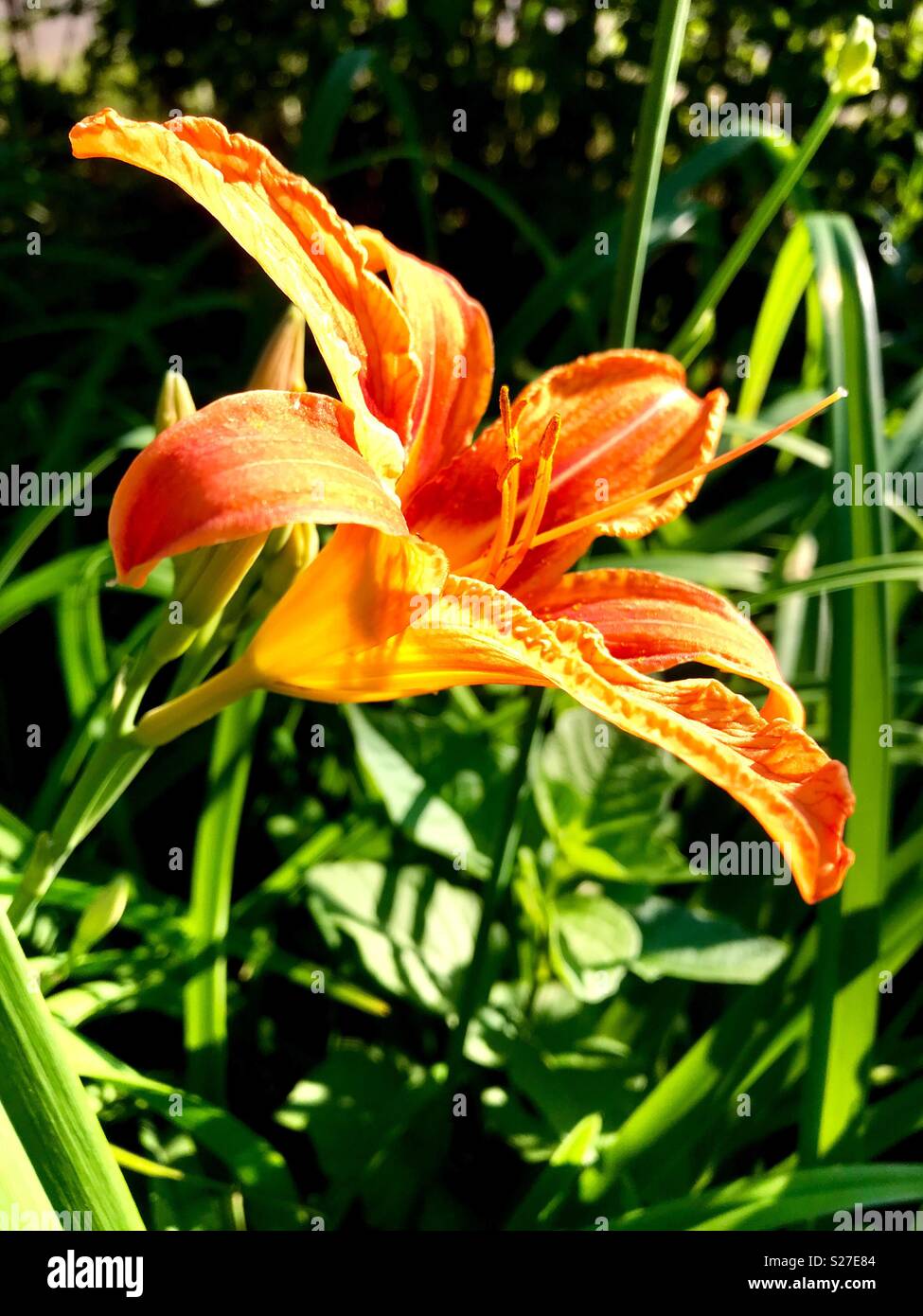 Lilien Blume, beleuchtet von der Sonne Stockfoto