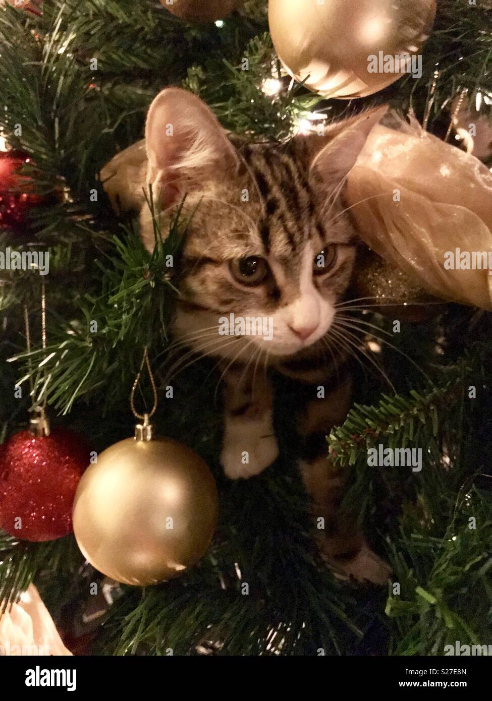 Blechschild XXL Katze Katze liegt unter Weihnachtsbaum 