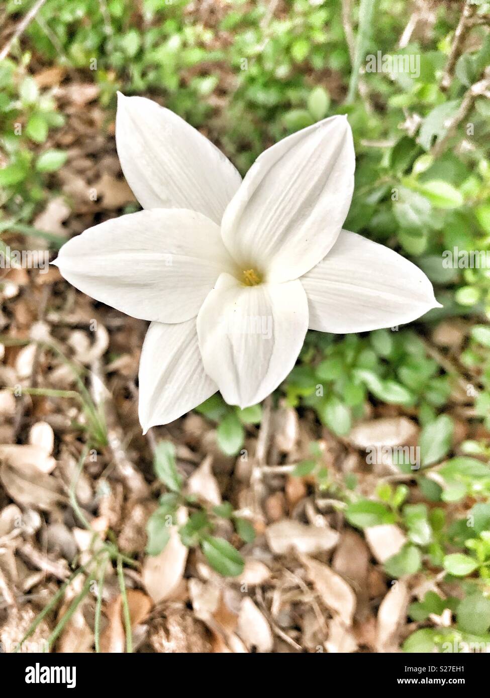 Weiß Blume Ipheion Wildflower Stockfoto