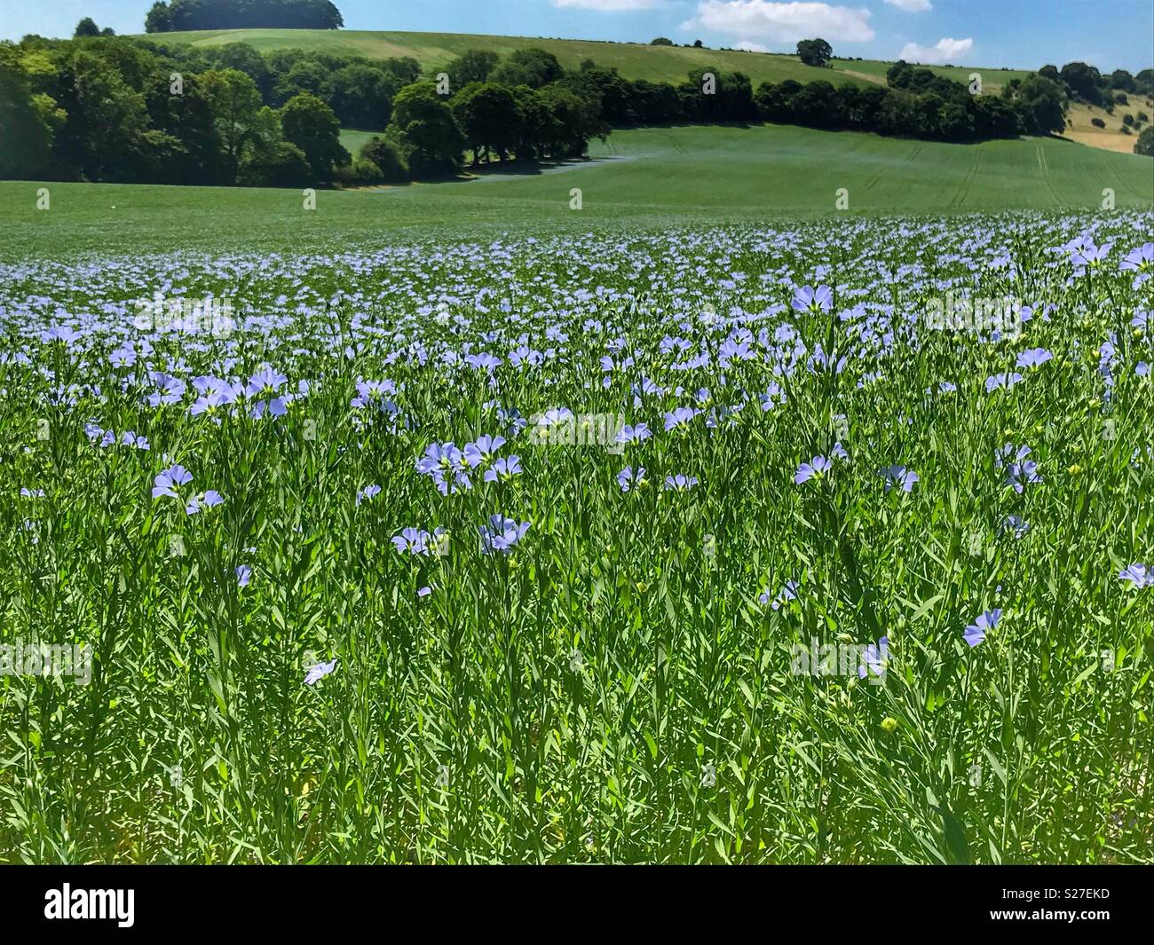 Sommer Landschaft, Bereich der Flachs, Linum usitatissimum, Cerne, Dorset, England - Smartphone-aufgenommenes Stockfoto