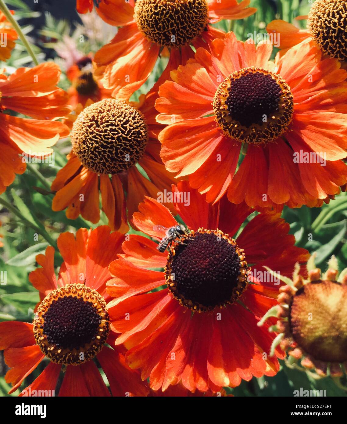 Helenium Blumen - Smartphone-aufgenommenes Stockfoto