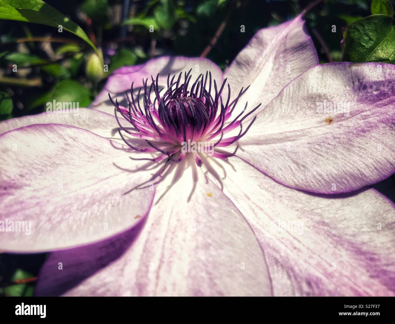 Clematis 'Erinnerungen' spät Großblütigen, close-up - Smartphone-aufgenommenes Stockfoto