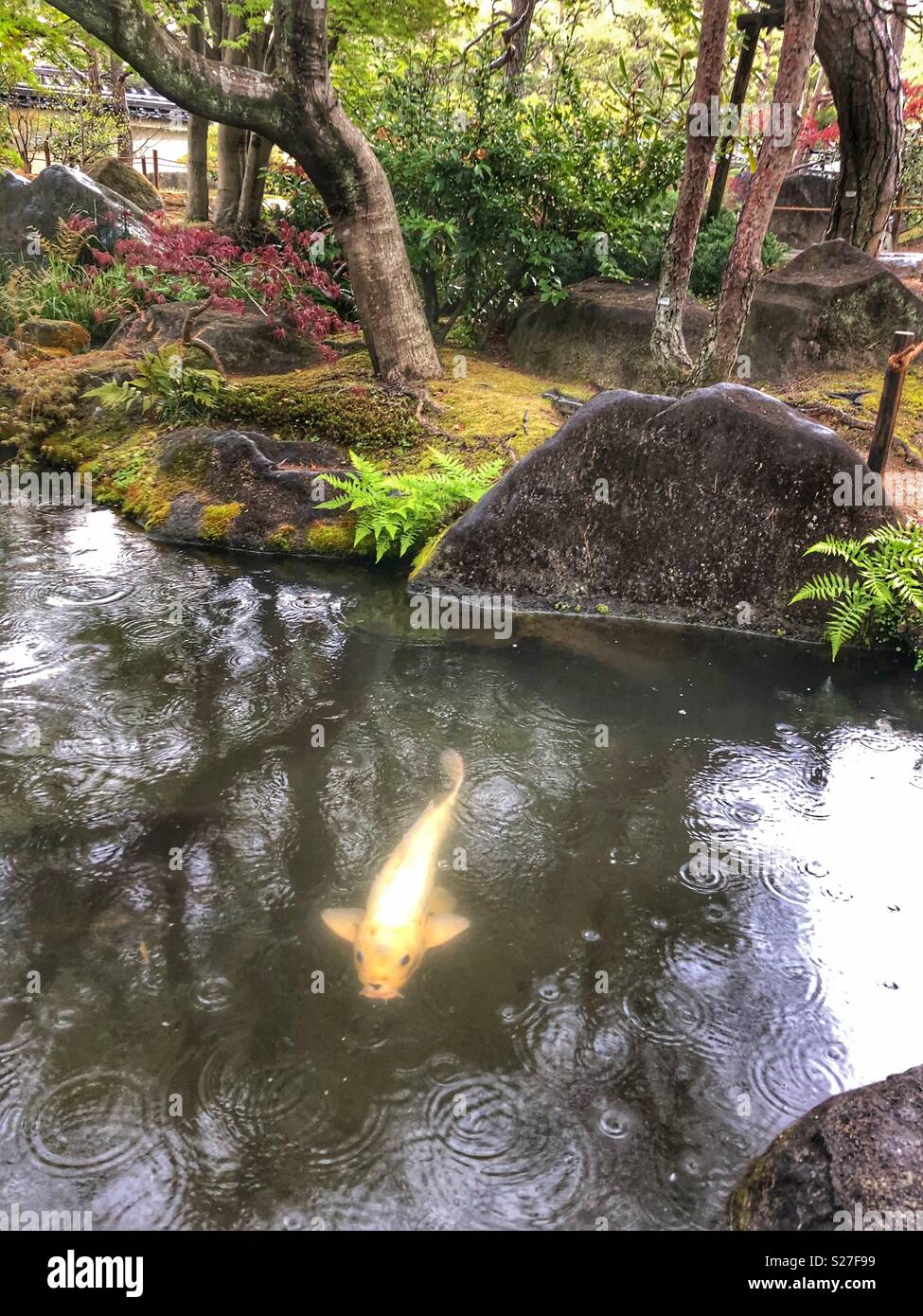 Ein regnerischer Tag in einem japanischen Garten in Himeji. - Smartphone-aufgenommenes Stockfoto