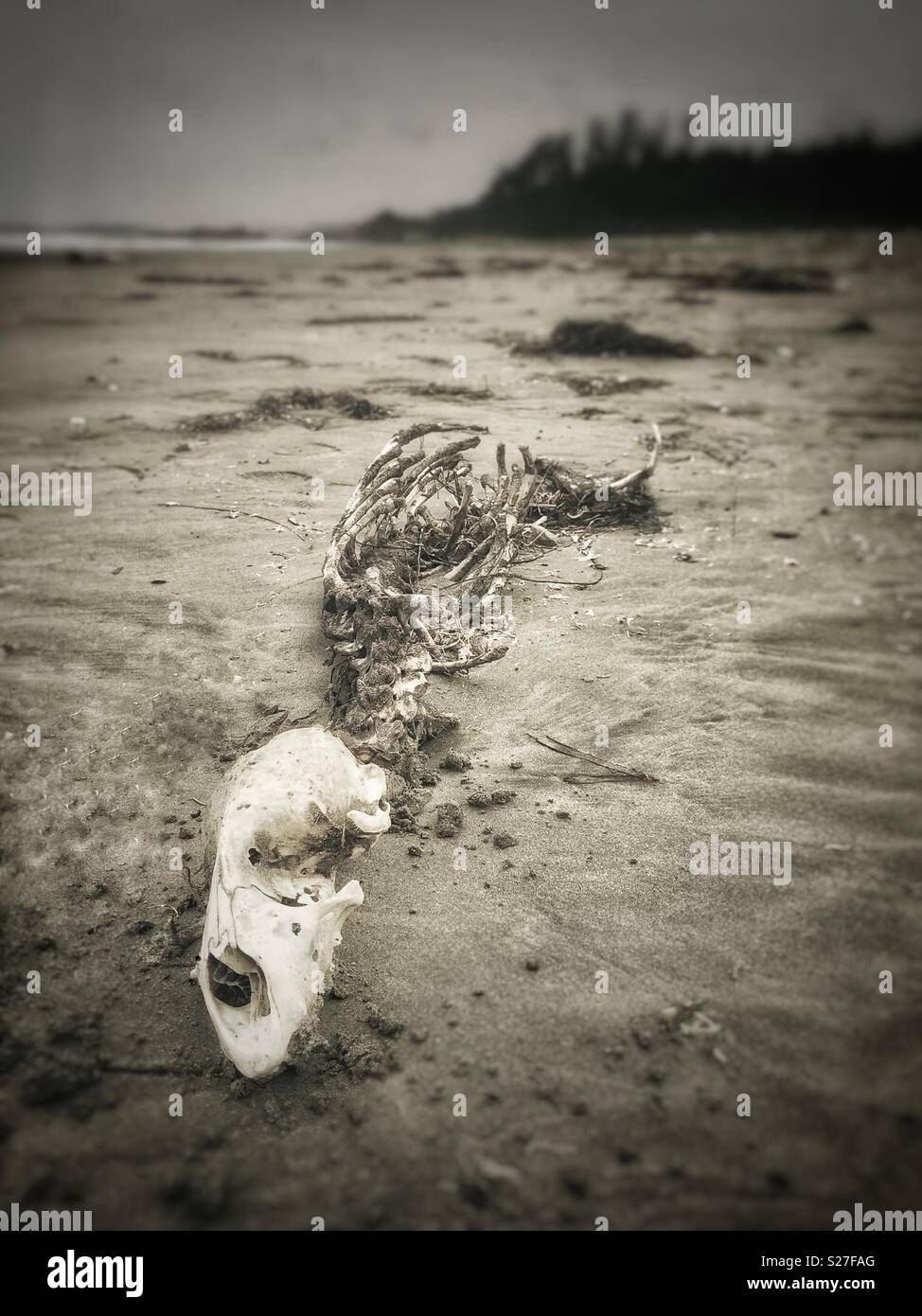 Skelett einer Dichtung auf combers Strand, Pacific Rim National Park, British Columbia, Kanada. Stockfoto