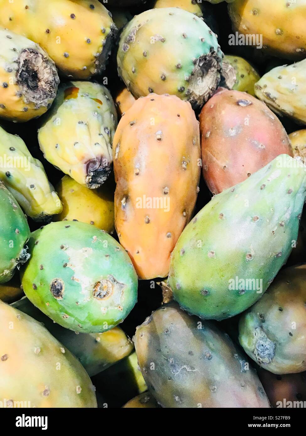 Kaktusfrüchte in Ecuador (chirmoya) Stockfoto
