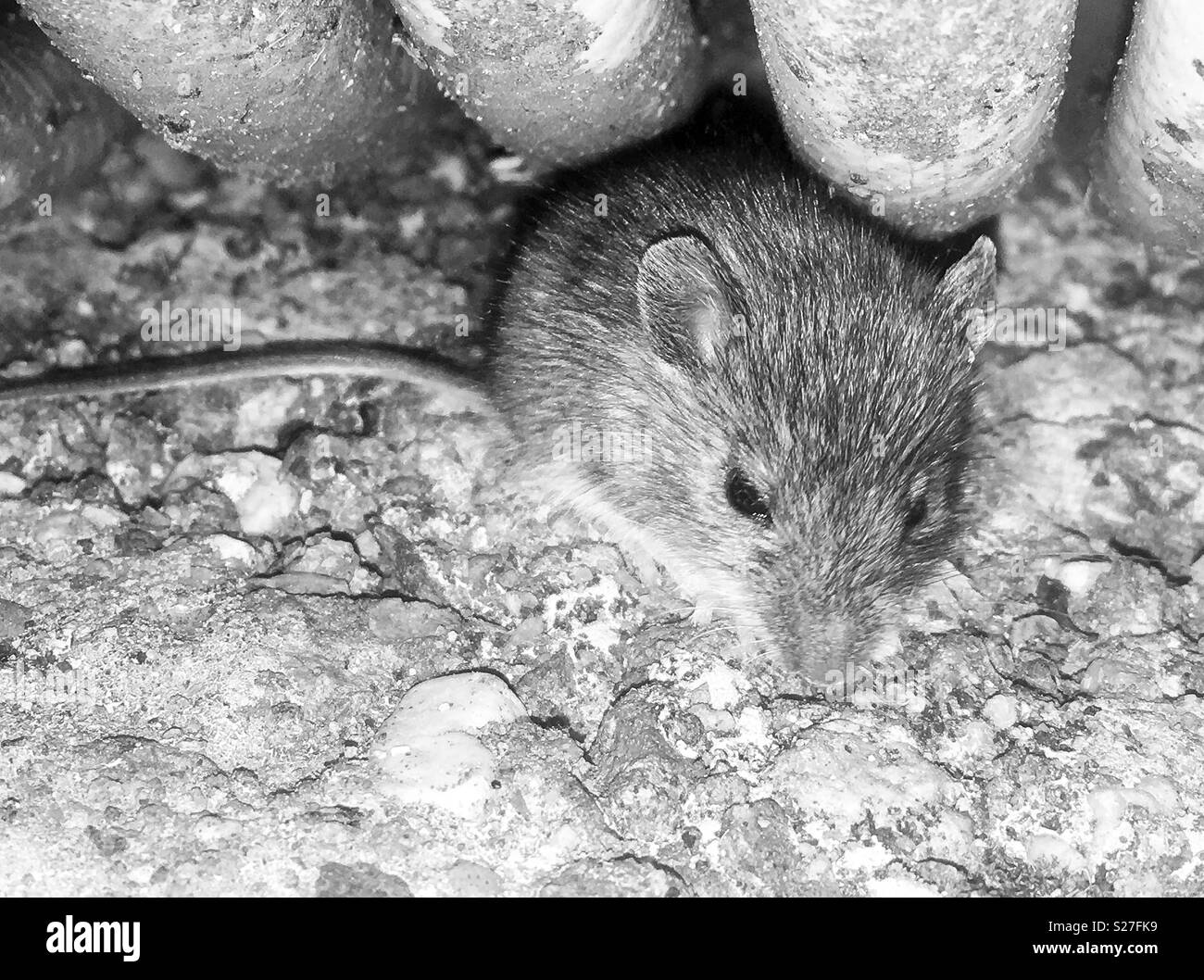 Eine Maus, die von einer Schlauchhaspel Stockfoto
