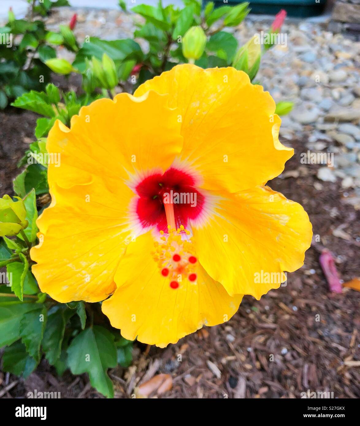 Gelber Hibiskus Stockfoto