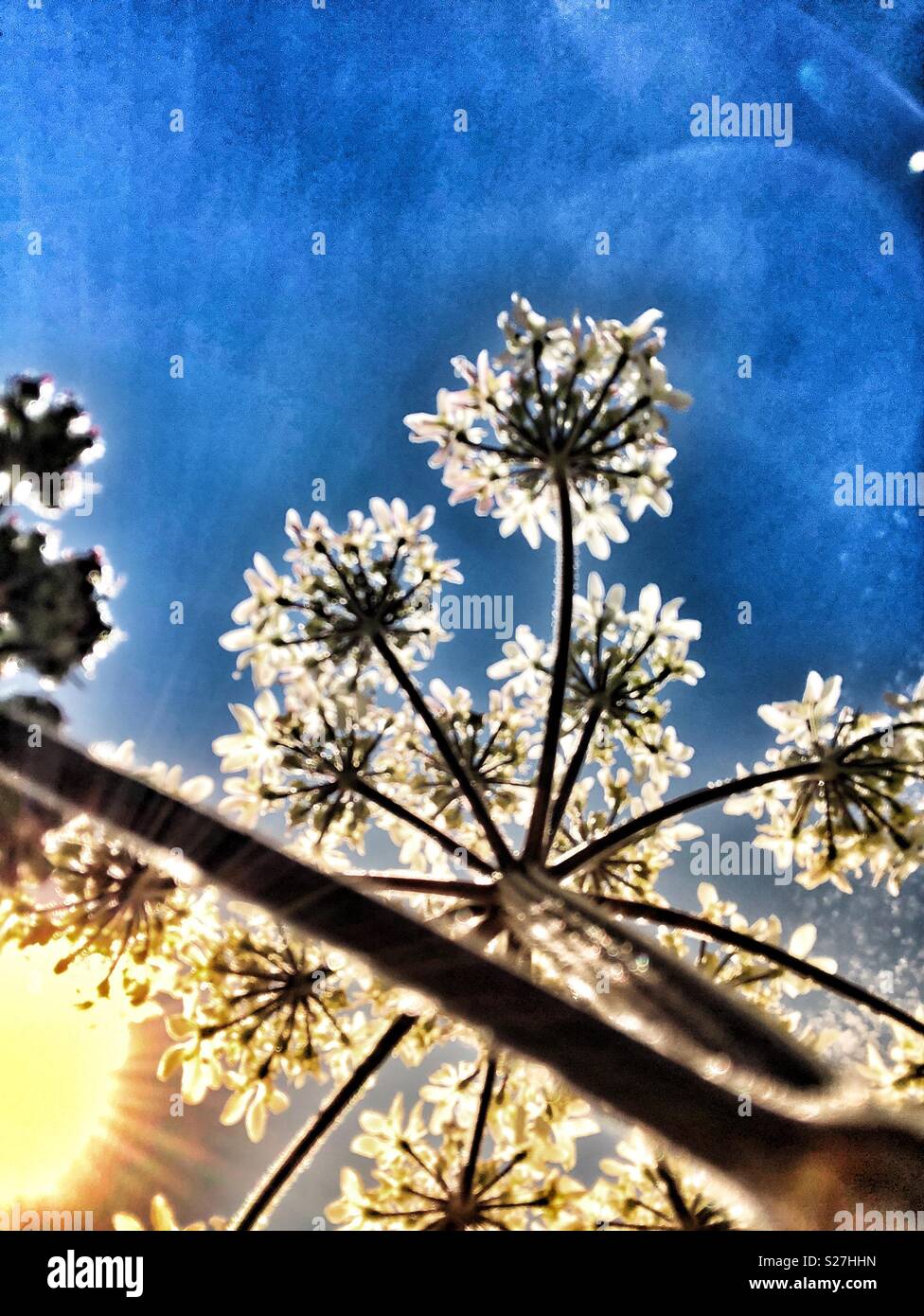Umbellifer von unten mit Sunburst - Sommer Blumen Stockfoto