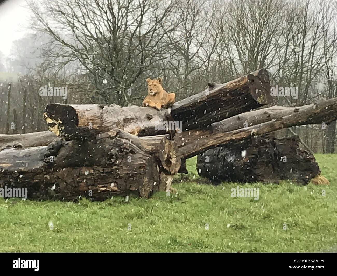 Löwin auf einem Baumstamm im Schnee. Longleat Safari Park Stockfoto