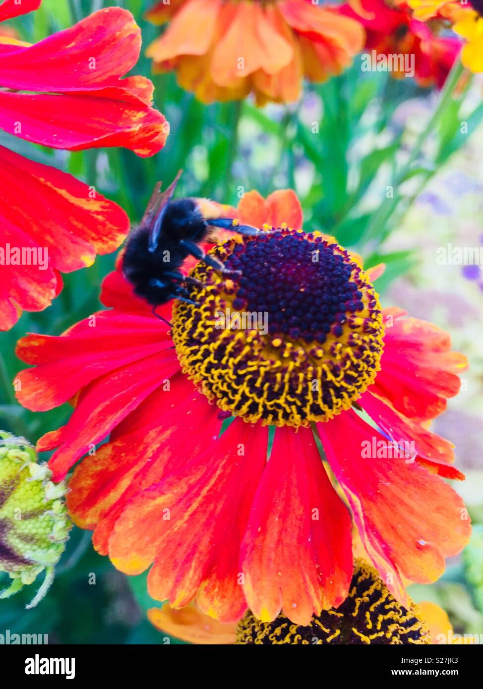 Biene auf helenium Blume - Smartphone-aufgenommenes Stockfoto