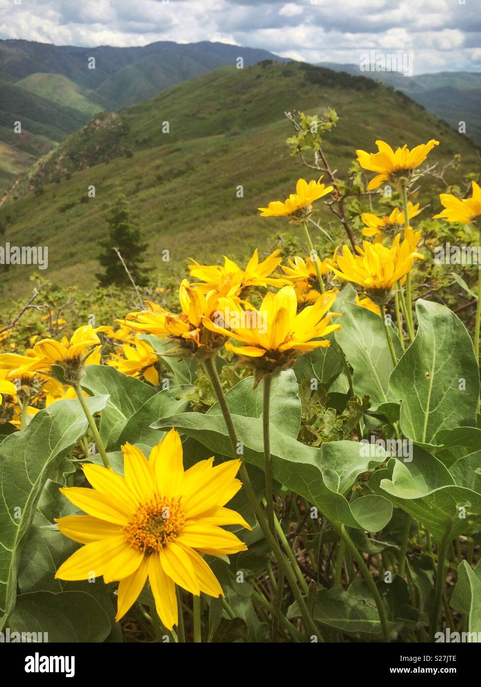 Bergwanderung Wildblumen - Smartphone-aufgenommenes Stockfoto
