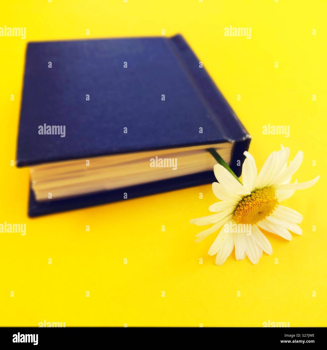Ein Buch mit einer daisy Lesezeichen. Stockfoto