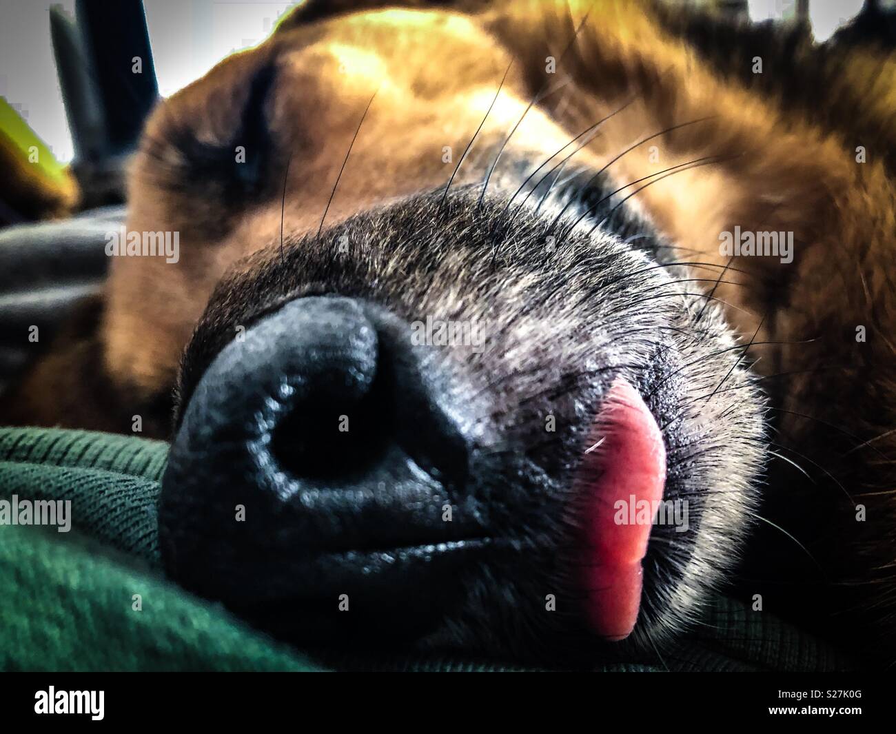 Hund schlafen - Smartphone-aufgenommenes Stockfoto