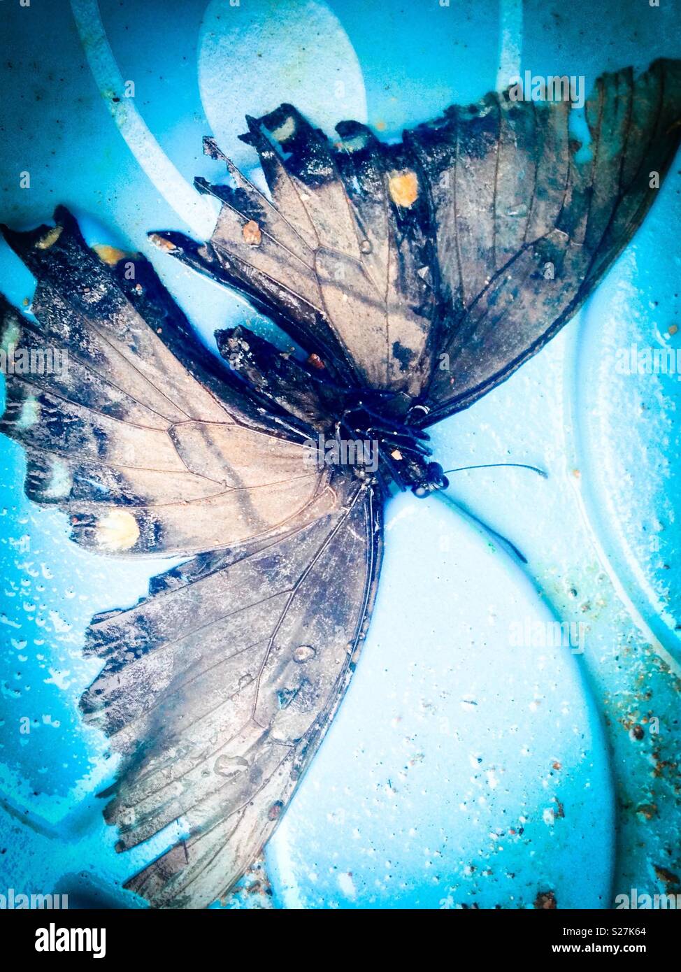 Detaillierte Foto von toten Monarch in Planschbecken Stockfoto