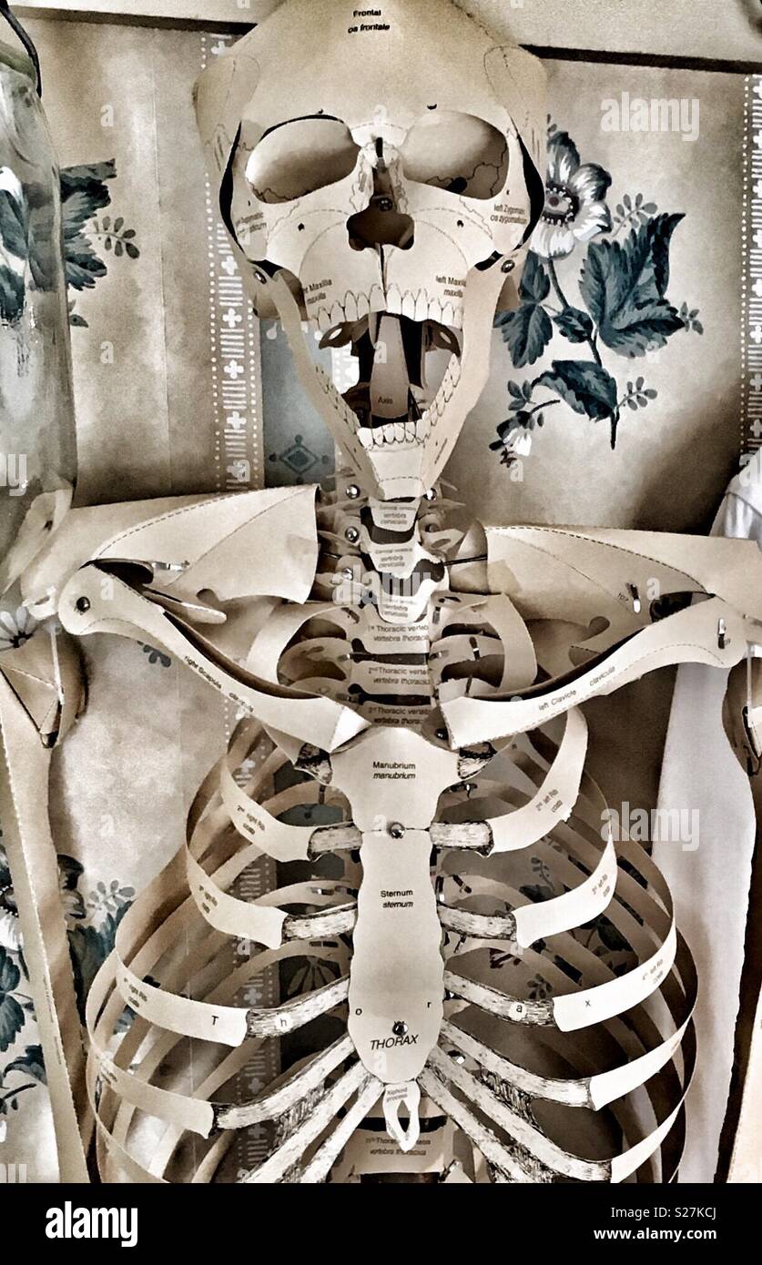 Papier menschliches Skelett mit offenen Mund Stockfoto