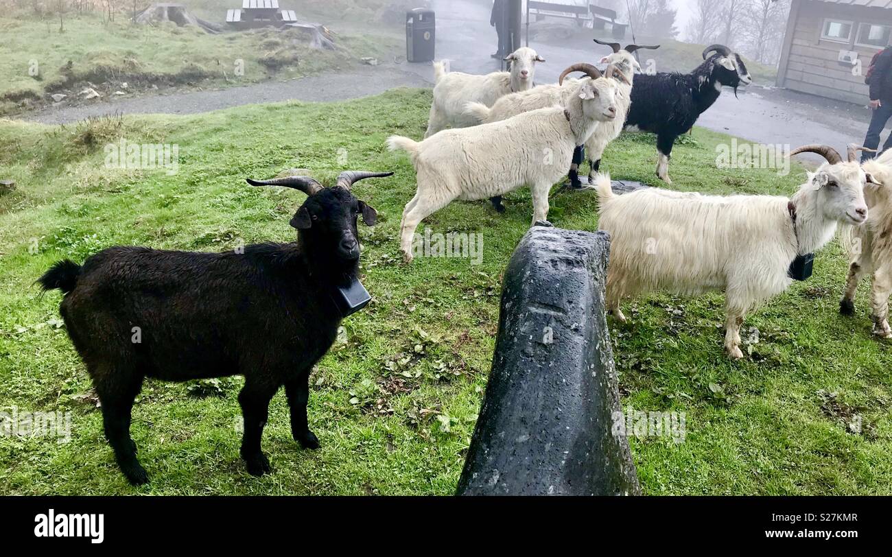 Ziegen. Bergen. Norwegen. - Smartphone-aufgenommenes Stockfoto