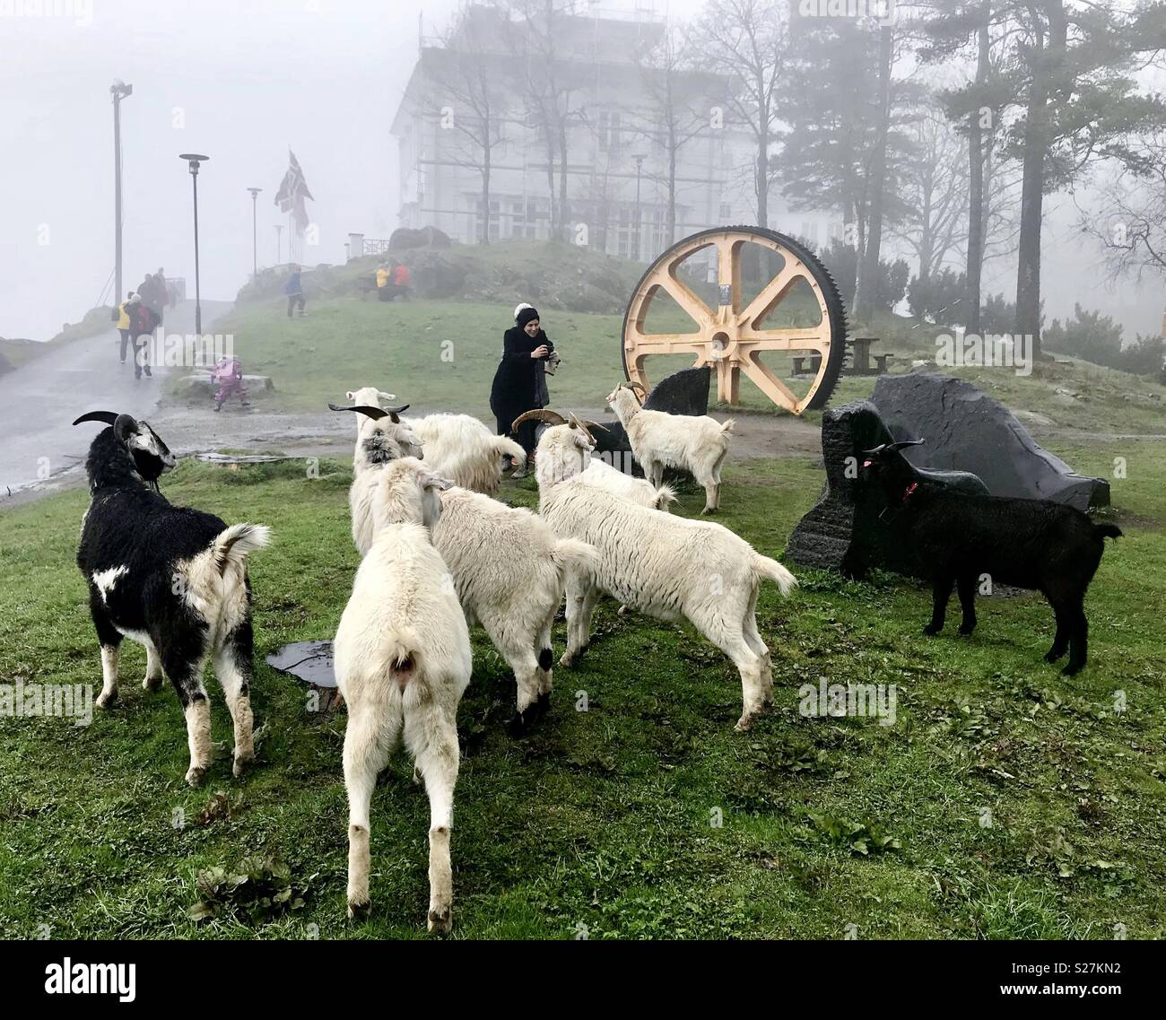 Ziegen. Bergen. Norwegen. - Smartphone-aufgenommenes Stockfoto