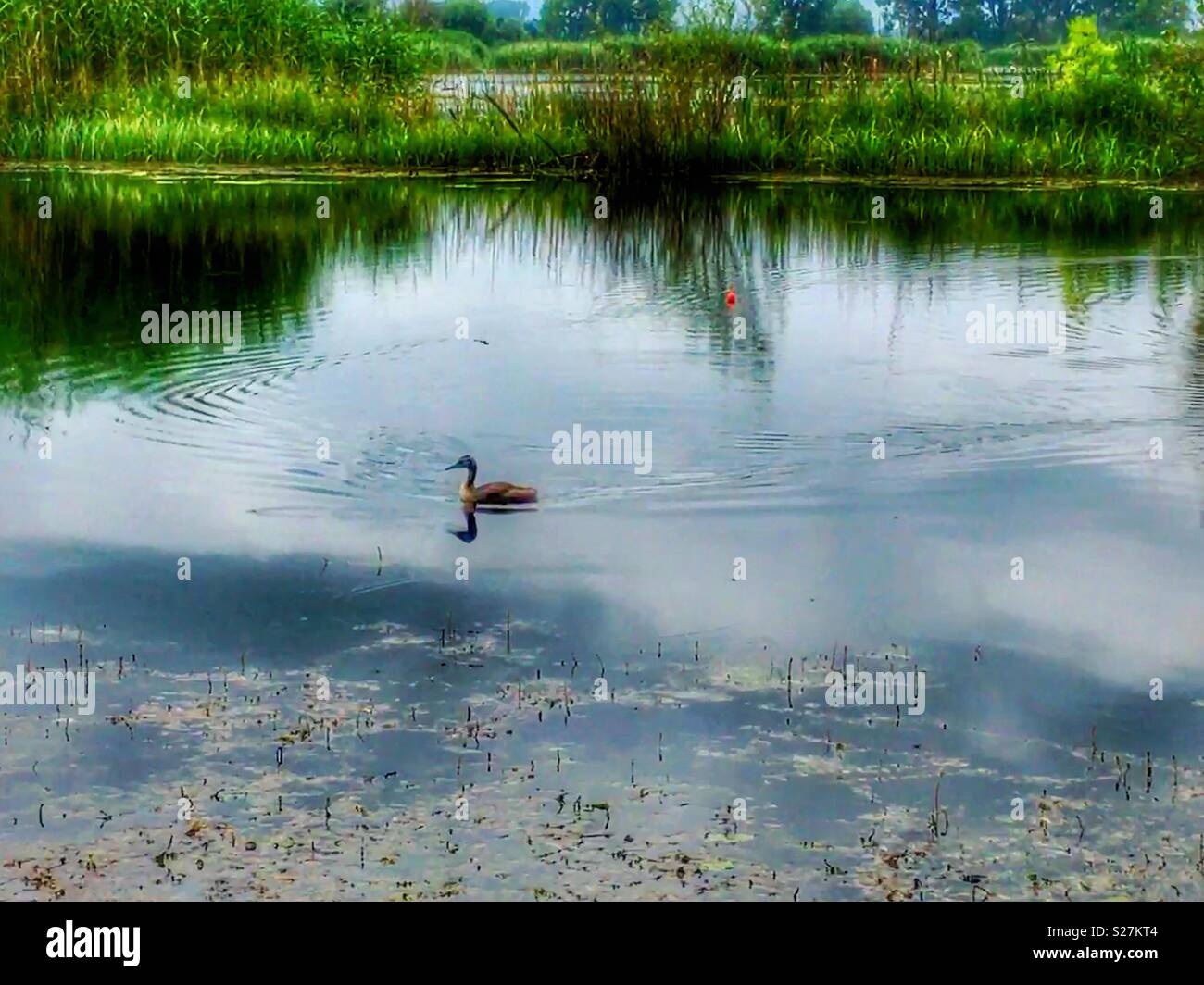 Ente und See Stockfoto