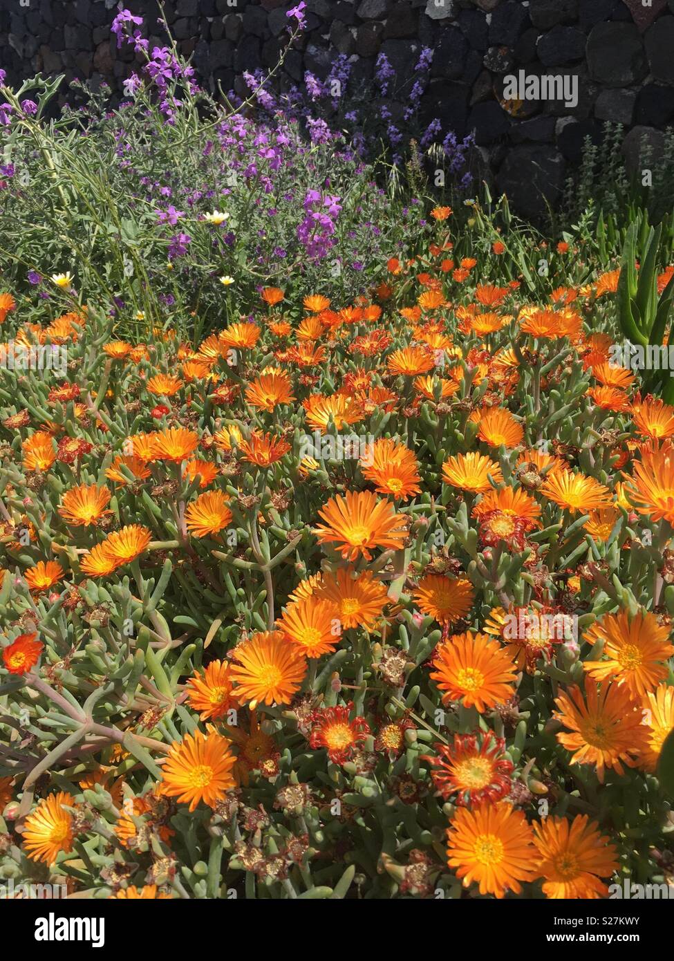 Orange Gänseblümchen Stockfoto