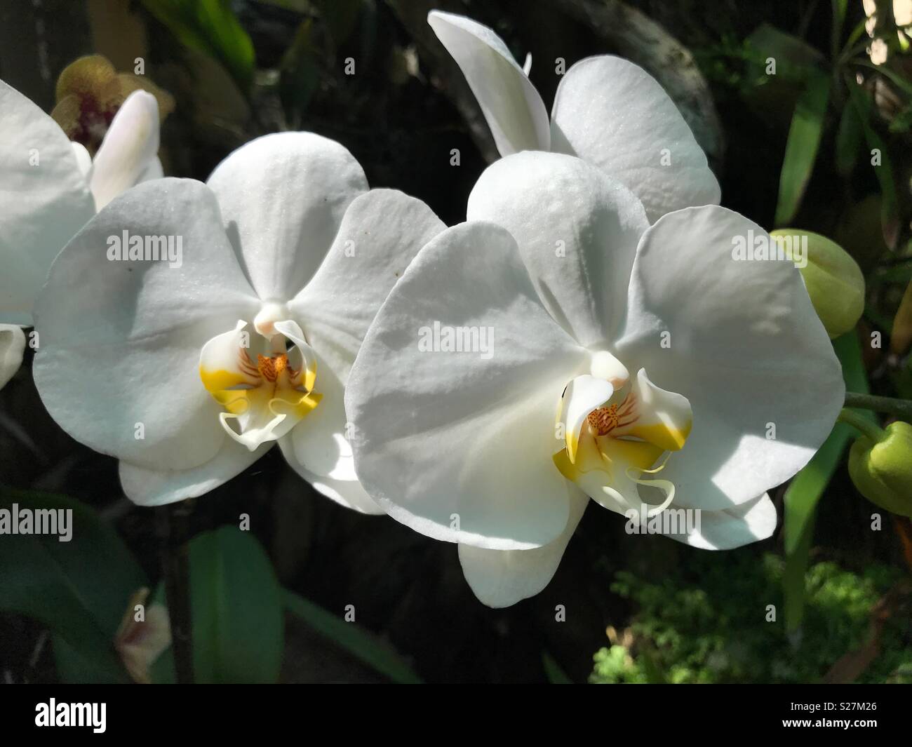 Perfekt weiße Orchidee Blumen im Orchid Garden, Funchal, Madeira, Portugal - Smartphone-aufgenommenes Stockfoto