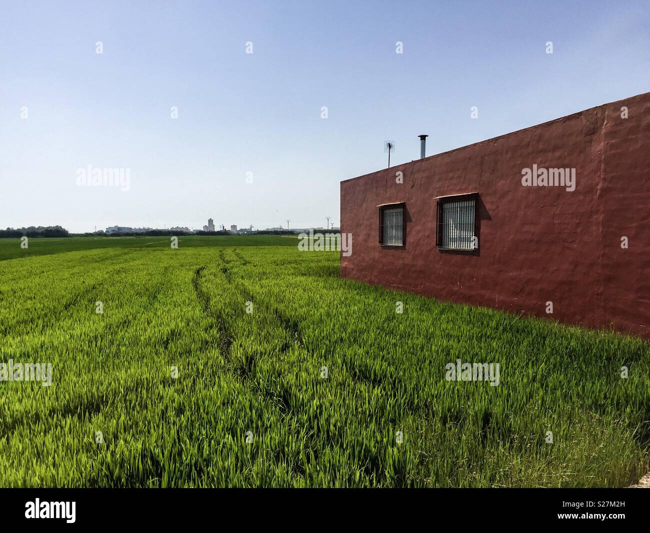 Ein Haus mitten im Reisfeld - Smartphone-aufgenommenes Stockfoto