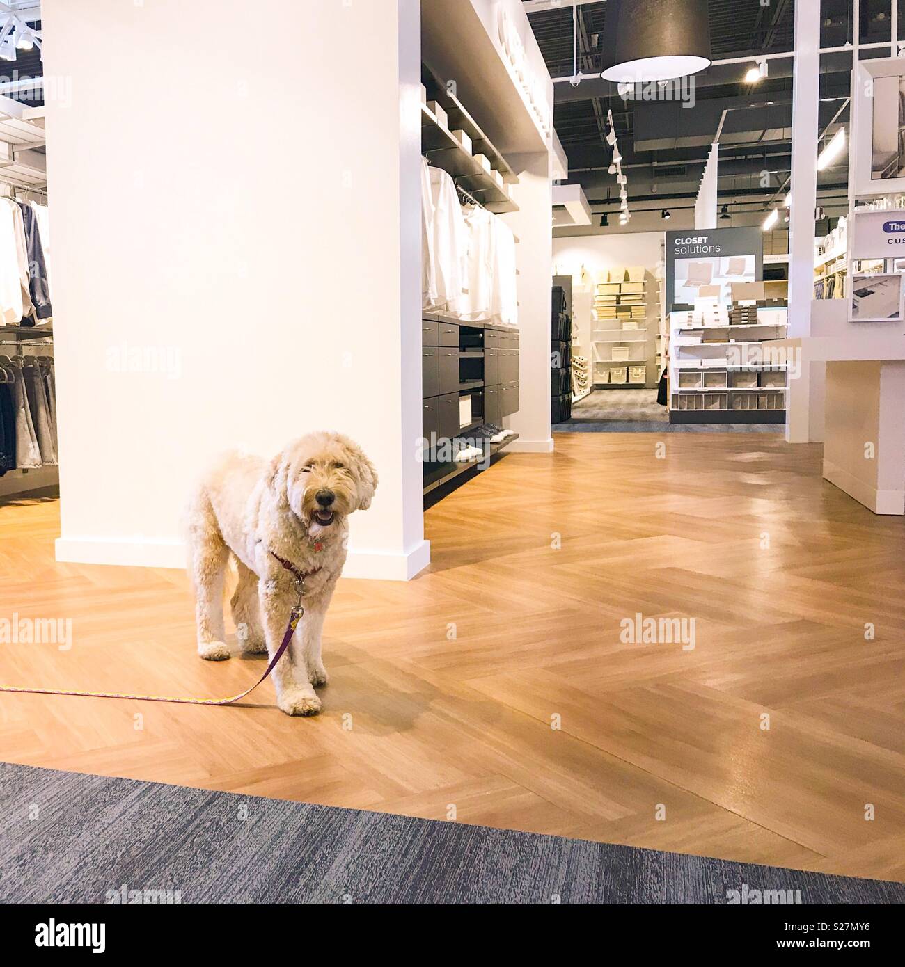 Goldendoodle genießt Einkaufen im Behälter aufbewahren. Stockfoto